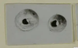 Two small round beads from Tomb 9 at Marion, each with a dark hole, on a pale ground.