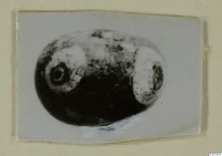 Small oval object with two pale round panels, one with a dark ring, from Marion Tomb 9