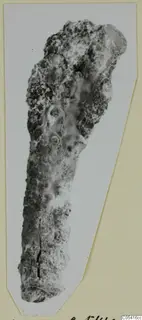 Heavily corroded iron object from Amathus, shown as a mounted photograph of a find