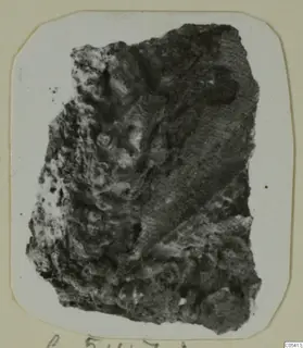 Dark, crusted fragment from Amathus tombs 2–26, shown mounted on a white card