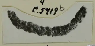 Part of an object from Marion: a dark, curved fragment with a rough, mottled surface.