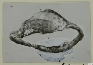 Ring from Marion: a dark, corroded loop with a broad, pointed head at one end, photographed on a pale background.