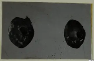 Two small dark oval objects with holes through their centres, shown side by side from the Marion tomb finds.