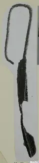 Strigil of bronze from Marion Tomb 52, shown upright on a pale card mount