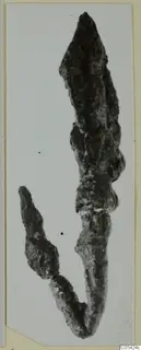 Two corroded iron arrowheads from Marion, photographed against a pale grey background.