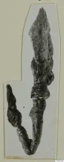 Two corroded iron arrowheads from Marion, tombs 31–45, shown on a mounted card.