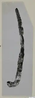 Long, slender corroded silver object, tapering at one end and curved with a small hole at the other.