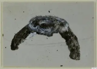 Fragment of an object from Marion: a curved, dark, crusted piece with pale bluish flaking along its upper edge.