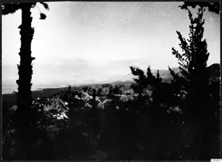 View over pine trees and scrub toward the coast and the Kyrenia Mountains