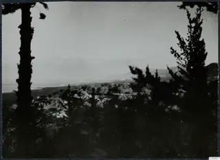 Dark conifers and shrubby woodland in the foreground, with mountains rising in the distance under a pale sky