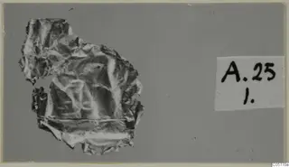 Crumpled metal sheet from Amathus tombs, with a number label beside it.