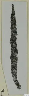 Long, narrow, heavily corroded iron object tapering to a point, shown upright on a pale card