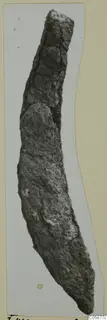 Corroded, curved iron tool photographed upright against a pale card