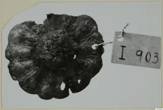 Corroded bronze fragment with several small holes and a wire attached to a number label