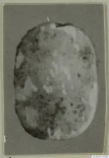 Glyptic: blurred photograph of an oval stone object, probably a scarab or seal, mounted on card