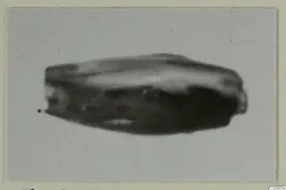 Small elongated find shown alone against a pale grey background