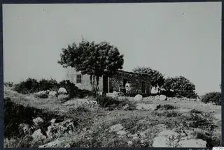 Stone house at Vouni with a large tree in front and a person standing by the doorway