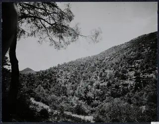 Wooded mountainside at Machairas, Troodos, with a pine tree in the foreground and a small building on the slope.