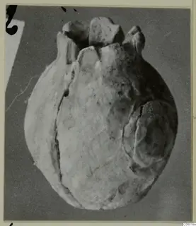 Rounded find with knob-like projections along its upper edge, photographed on a grey backdrop beside a small number label