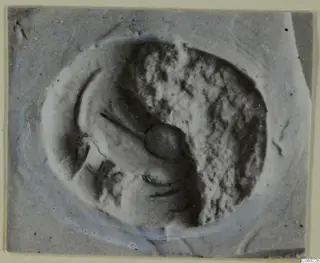 Close view of an oval stone seal or gem with a carved design