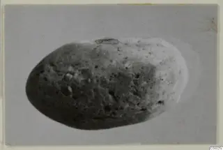 Oval object with a pitted surface, photographed against a plain grey backdrop