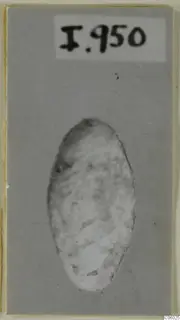 Oval lead sling bullet from Idalion, photographed on a grey card mount
