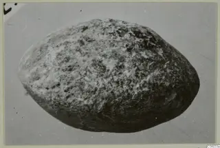 Oval spindle whorl with a speckled surface, photographed on a plain grey background