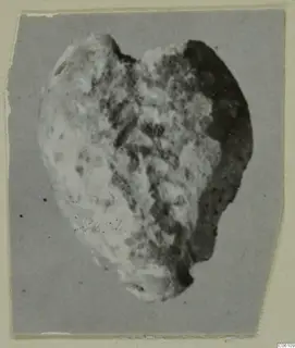 Irregular pale, mottled lump with dark patches, photographed on grey card