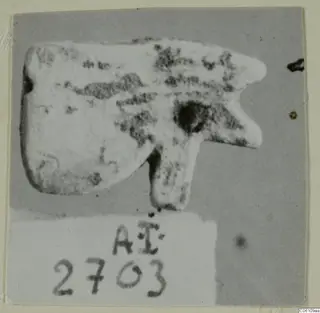 Small pale object with a flat rounded body, projecting lobes and a short stem, shown on a grey ground beside a number label