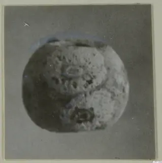 Blurred view of a rounded, bead-like object with a pale, pitted surface