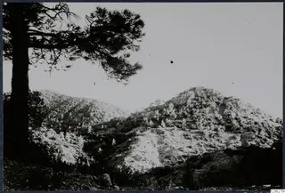 Mountain landscape with pine trees at Machairas, Troodos, under a pale sky.