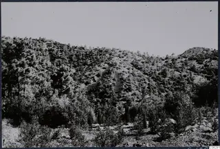 Pine-covered mountainside at Troodos and Machairas with a zigzag stepped path climbing the slope