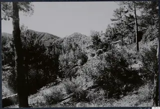 Wooded hillside with pine trees and a small building among shrubs, Machairas, Troodos