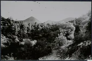Wooded mountain slopes with a rocky dirt track running through pine and scrub in the Troodos area