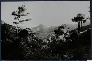 Mountain landscape with pine trees and scrub at Machairas, Troodos.