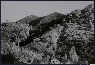Wooded mountain slopes with rocky outcrops and pine trees at Machairas, Troodos, under a pale sky.