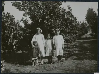 Four girls standing in an orange grove at Soli, with fruit on the branches above them.