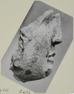 Limestone sculpture fragment from Vouni, recorded as a head, photographed on a mounted card