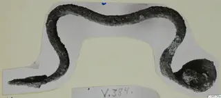 Corroded bronze rod bent into a wavy S-shape with a knobbed end, lying on a grey card mount