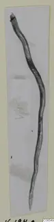 Bronze pin from Vouni, a long thin shank curving in an S-shape, photographed on a pale background