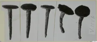 Five dark, corroded nails with flat round heads, photographed side by side on a mounted card
