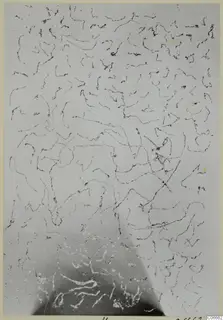 Close view of a pale surface covered with thin, dark, wavy lines, a pattern from Marion