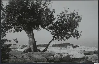 Two trees beside low ancient stone walls and foundations at the palace at Vouni