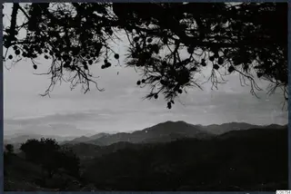 Hill landscape seen through the branches of a pine tree bearing cones, at Vouni