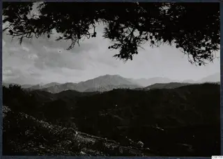 View from Vouni of a pine branch with cones in the foreground and mountains beyond