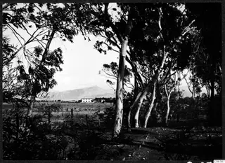 Pale-trunked trees frame a view across open land to a white building and a mountain near Nicosia.