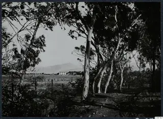 Eucalyptus trees framing a view across fields to a white building and a mountain in Nicosia