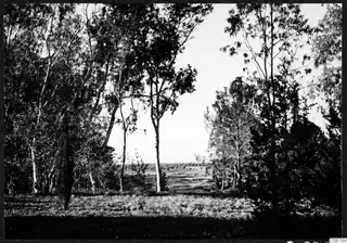 Tall slender trees framing an open flat landscape with grass and low scrub in the foreground.