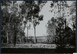 Tall slender trees framing an open, flat expanse of land with grass and scrubby plants in the foreground