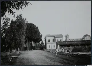 Dirt road lined with tall trees, with a white two-storey building and a bell tower beyond, at Nicosia